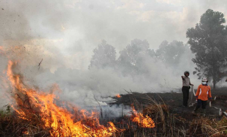 4,5 Hektare Lahan di Pekanbaru Terbakar, Api Berhasil Dijinakkan - GenPI.co Riau