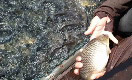 DKP Riau Beber 2 Penyebab 150 Ton Ikan di Waduk PLTA Kampar Mati - GenPI.co Riau