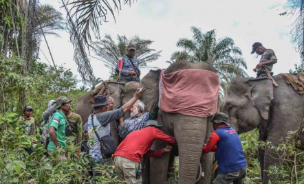 BBKSDA Riau Pasang GPS Collar pada 3 Gajah Liar - GenPI.co Riau