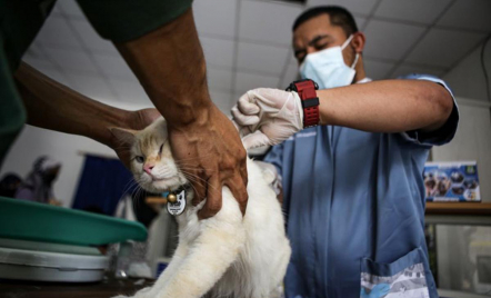 6 Orang Digigit Hewan Penular Rabies di Siak, Korban Ada yang Bocah - GenPI.co Riau