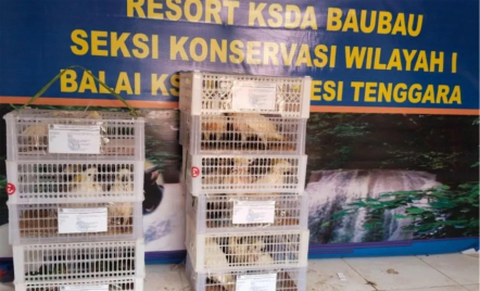 Penyelundupan Puluhan Burung Endemik Maluku Digagalkan BKSDA Sultra - GenPI.co Sultra