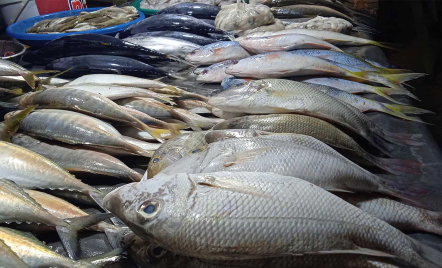 Harga Ikan di Pasar Kendari Jelang Iduladha 2022 - GenPI.co Sultra