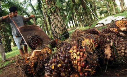 Bergerak Naik, Harga TBS Sawit di Sumsel Sentuh Rp 2.189,82/Kg - GenPI.co Sumsel