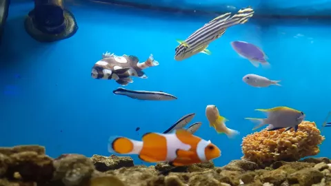 Lucunya Ikan Nemo di Aquarium Air Laut - GenPI.co