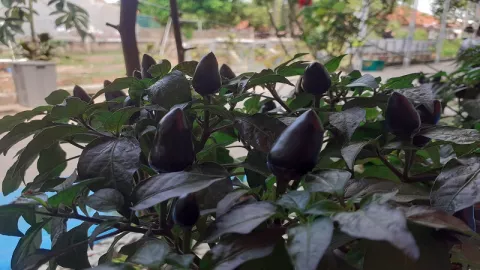 Ternyata Ada Cabai Warna Hitam - GenPI.co