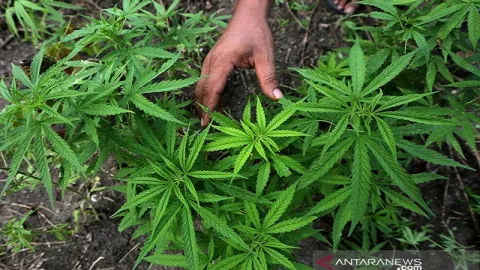 Peraturan Terbaru, Ganja Ditetapkan Sebagai Tanaman Obat - GenPI.co