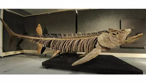 Fosil Ikan Predator Raksasa Berusia 70 Tahun Ditemukan - GenPI.co