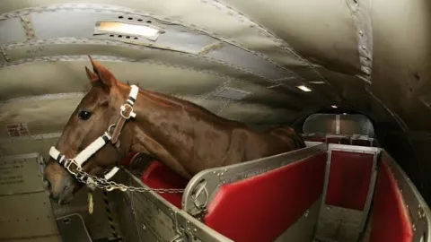 Viral Anak Kuda Ikut Duduk di Kursi Pesawat, Alasannya Menyentuh - GenPI.co