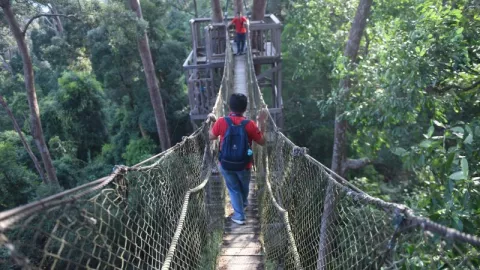 Jembatan Gantung dan Kicau Burung, Bukit Bangkirai Tak Terlupakan - GenPI.co