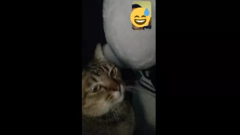 Penampakan Kucing Lucu Ganggu Video Call Pasangan Kekasih Ini - GenPI.co
