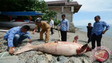 2 Ekor Ikan Duyung Mati Terjerat Jaring Nelayan - GenPI.co