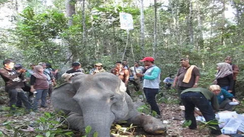 Gajah yang Mati di Riau Sudah 5 Hari Lalu - GenPI.co