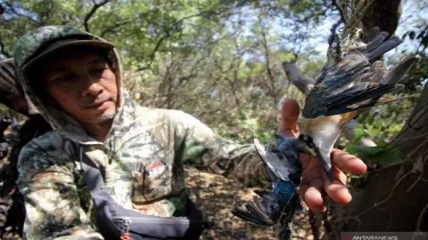 Terenyuh, Melihat Burung Mati Ditembak Pemburu - GenPI.co