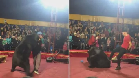 Beruang Ngamuk Serang Pelatihnya saat Pertunjukan Sirkus - GenPI.co