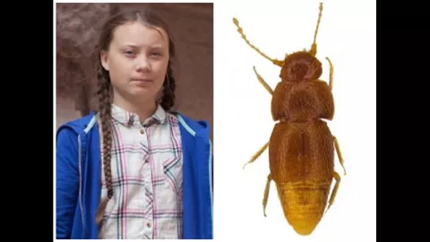 Kumbang Kecil Ini Namanya Terinspirasi dari Aktivis Belia Greta - GenPI.co