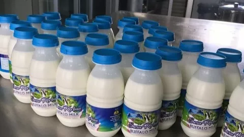 Minuman Susu Kerbau Khas Pulau Moa, Mau Coba? - GenPI.co