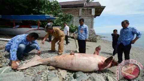 Bikin Penasaran, Ikan Duyung Mati Jadi Tontonan Warga - GenPI.co