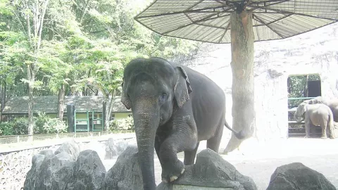 Libur Nataru, Begini Persiapan Kebun Binatang Ragunan - GenPI.co