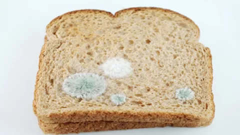 Peringatan Keras, Jangan Makan Roti yang Sudah Berjamur - GenPI.co