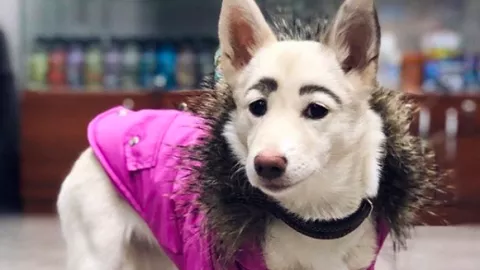 Anjing ini Unik, Punya Alis Asli Seperti Manusia - GenPI.co