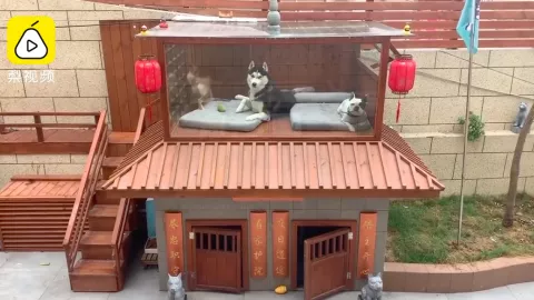 Anjing Hedon di China, Punya Rumah Mewah Plus Fasilitas Lengkap - GenPI.co