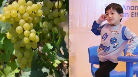 Jan Ethes Jadi Nama Tanaman Anggur, Ini Kelebihan Varietas Unggul - GenPI.co