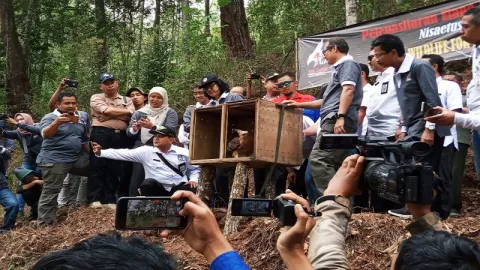Populasi Elang Jawa di Gunung Ijen Menurun Drastis - GenPI.co