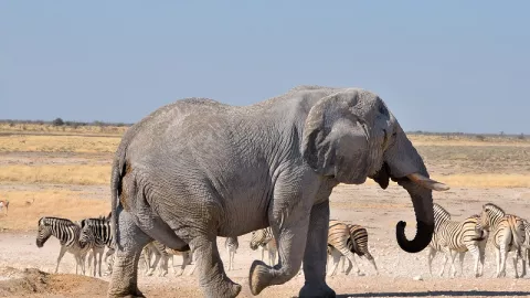 Seorang Turis di Namibia Jadi Korban Keganasan Gajah Liar - GenPI.co