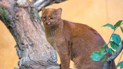 Mengira Selamatkan kucing, Seorang Perempuan Bawa Pulang Jaguar - GenPI.co