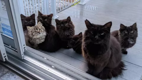 Terharu! Kucing dan 6 Anaknya Minta Bantuan pada Wanita Baik Ini - GenPI.co