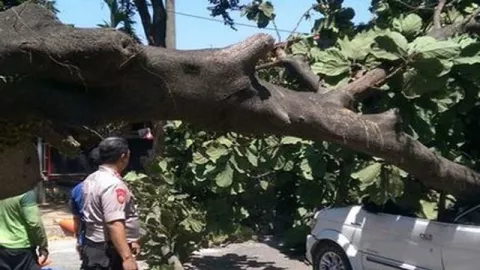 Pohon Tumbang di Universitas Pancasila, Satu Orang Tewas - GenPI.co