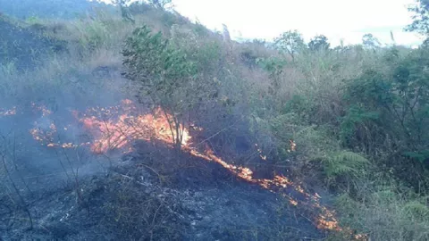 Hutan Gunung Guntur di Garut Terbakar - GenPI.co