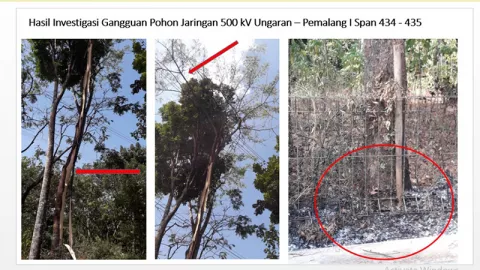 Pohon Sengon Terlalu Tinggi, Penyebab Mati Listrik Jakarta - GenPI.co