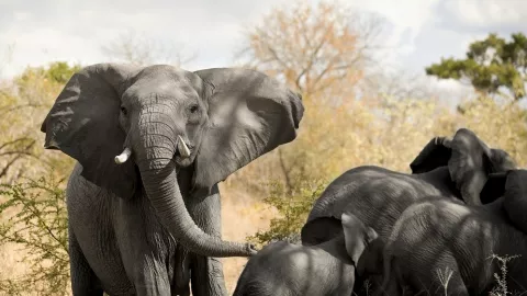 Afrika Stop Ekspor Gajah Liar untuk Kebun Binatang - GenPI.co