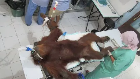 Penembak Orangutan Dihukum Adzan Sebulan, Netizen: Dicambuk Aja! - GenPI.co