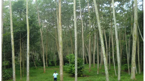 Ini Pohon Sengon, yang Jadi Kambing Hitam Penyebab Mati Listrik - GenPI.co