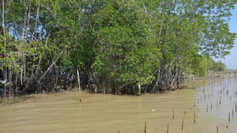 Ratusan Ribu Pohon Mangrove Tercemar Minyak Pertamina di Kerawang - GenPI.co