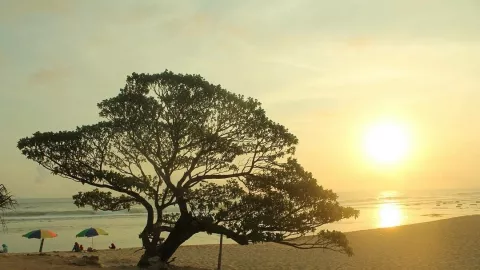 Pesona Pohon Tua dan Pasir Putih di Pantai Pok Tunggal - GenPI.co