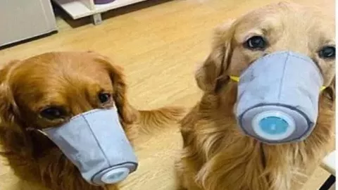 Waspada Virus Corona, Anjing di China Juga Pakai Masker  - GenPI.co