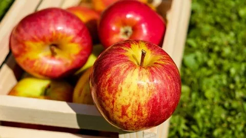 Diet Apel yang Benar, Berat Badan Turun dalam 5 Hari - GenPI.co
