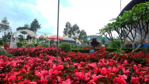 Memanjakan Mata di Taman Begonia Lembang Bandung - GenPI.co