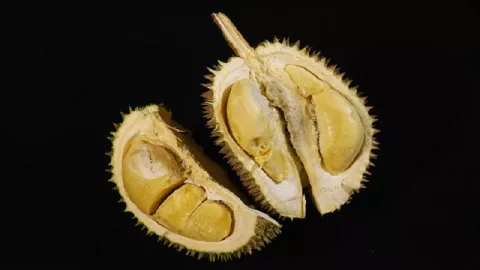 Biji Durian Ampuh Obati Penyakit Kolesterol Jahat - GenPI.co