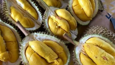 Ingat! Bahaya Mengintai bagi Penikmat Buah Durian yang Rakus - GenPI.co