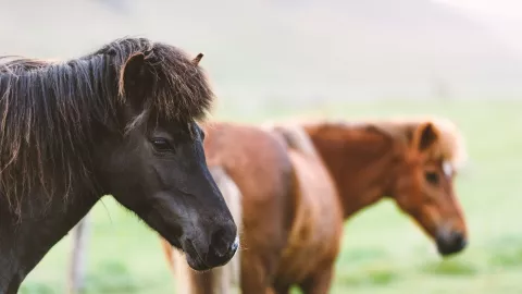 Terharu, Pria Uighur Jual 11 Kudanya Demi Bantu Korban Corona - GenPI.co