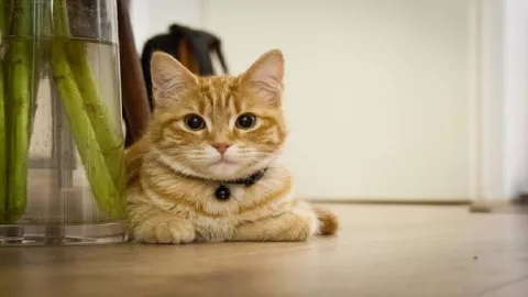 Benarkah Pelihara Kucing untuk Terapi Autisme? - GenPI.co