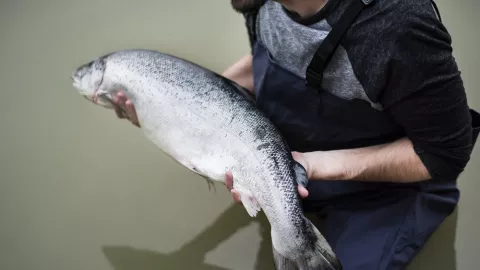 Ikan Salmon Biang Penyebaran COVID-19 di Pasar Xifandi, Beijing? - GenPI.co
