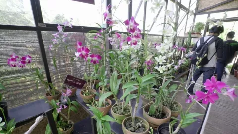 Cara Orchid Forest Cikole Mendatangkan Ribuan Bunga Anggrek - GenPI.co