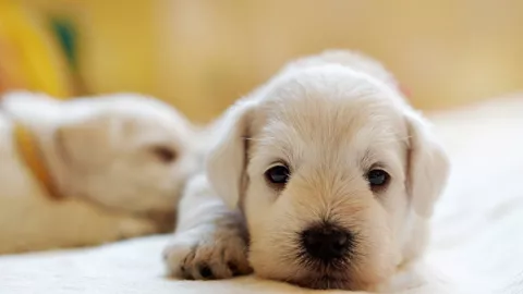 Lahir di Tengah Pandemi, Bulu Anjing ini Berwarna Hijau Cerah - GenPI.co