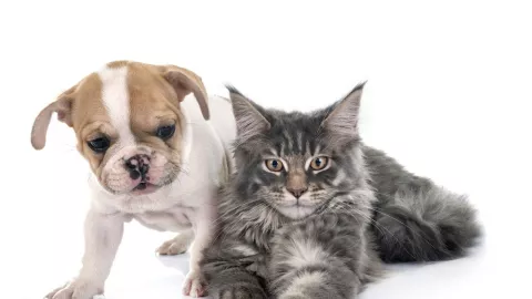 Di Belanda, Anjing dan Kucing ikut-ikutan Kena Corona - GenPI.co