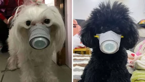Antisipasi Virus Corona: Pakai Masker, Anjing di China Tetap Gaya - GenPI.co